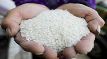 أسعار الأرز اليوم في الشرقية «استقرار طن الشعير والأبيض» 23 فبراير 2026