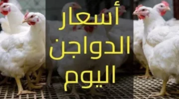 أسعار الدواجن في مصر تستقر عند 81 جنيها للكيلو [بورصة الدواجن]